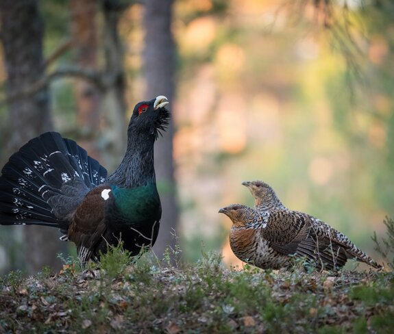 Auerwild Sommer | © Adobe Stock