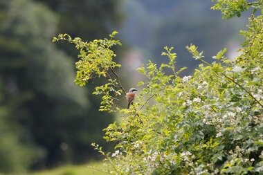 © Naturschutzverein Verwall Klostertaler Bergwälder