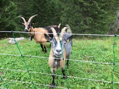 © Dajana Baumgartner